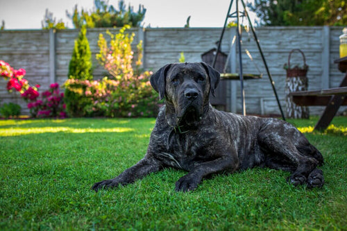 Presa Canario leži na travi