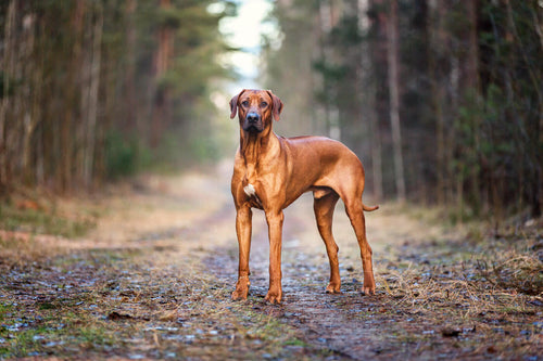 Rhodesian ridgeback stoji u šumi