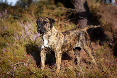 Tigrasti Presa Canario stoji u šumi