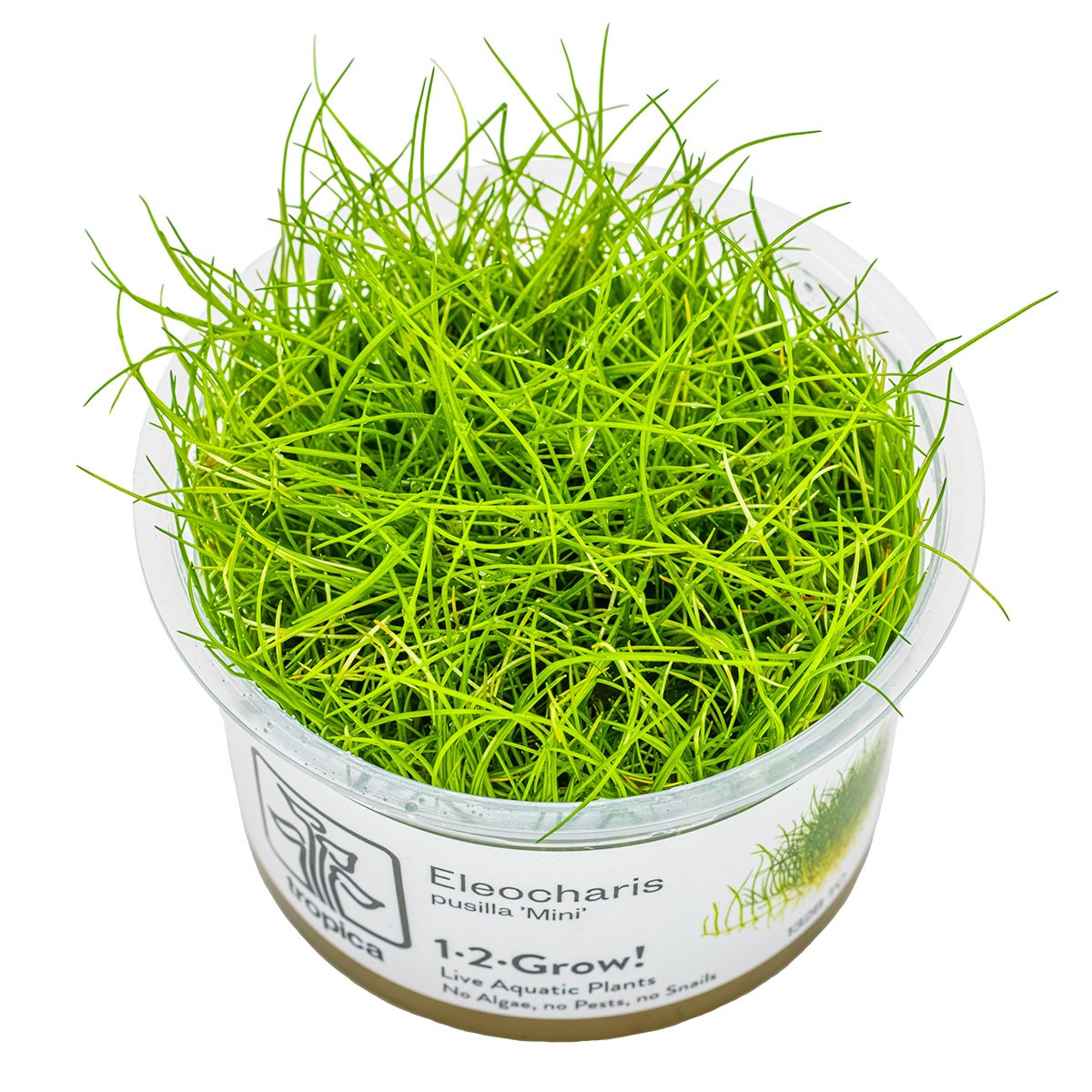 TROPICA bilje, Eleocharis pusilla 'Mini', uzgojeno in vitro