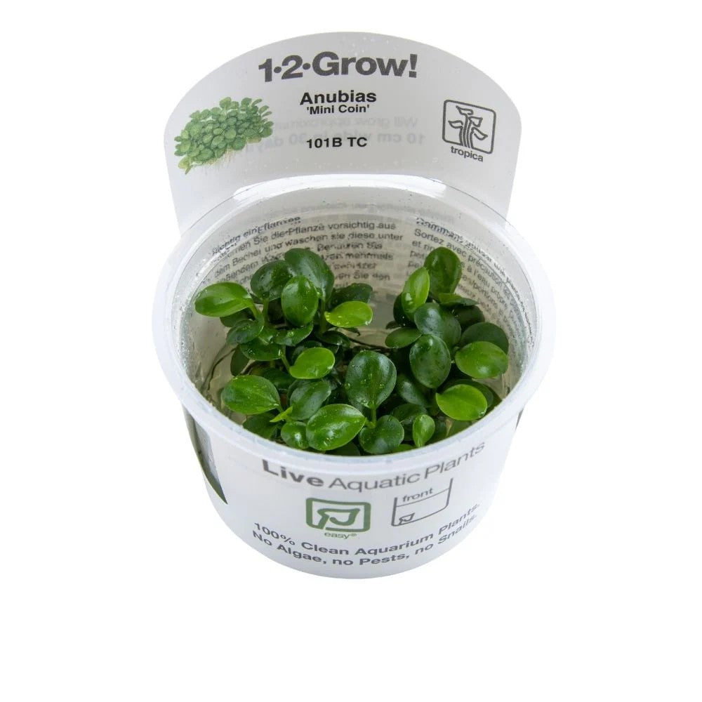 TROPICA Bilje Anubias barteri 'Mini Coin', uzgojeno in vitro