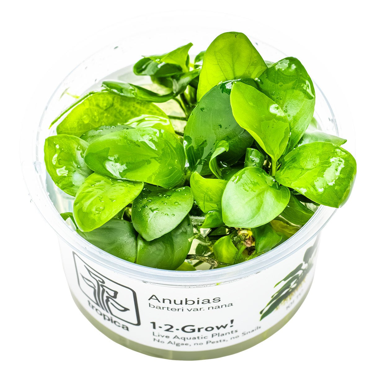 TROPICA Bilje Anubias barteri nana, uzgojeno in vitro