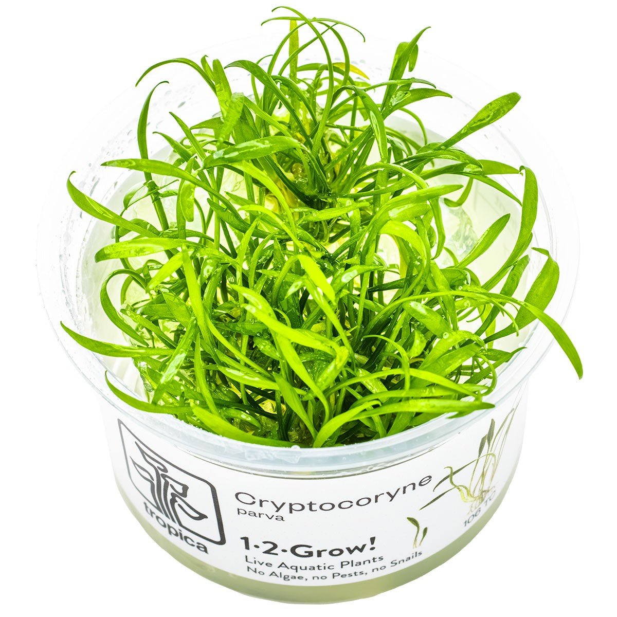 TROPICA Bilje Cryptocoryne parva, uzgojeno in vitro
