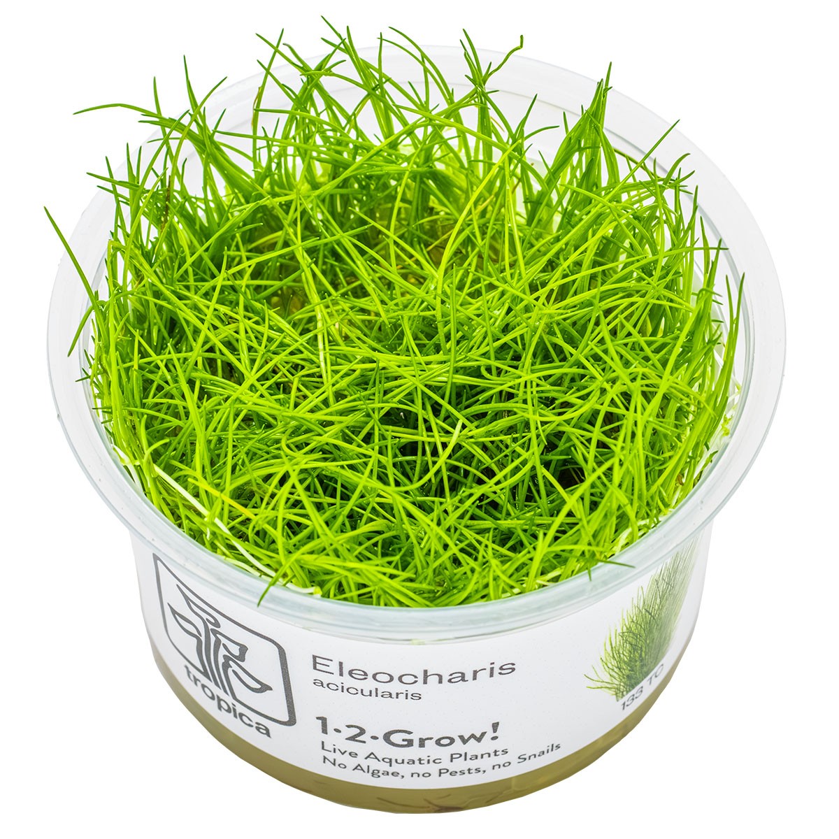 TROPICA Bilje Eleocharis acicularis, uzgojeno in vitro