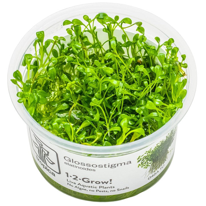 TROPICA Bilje Glossostigma elatinoides, uzgojeno in vitro