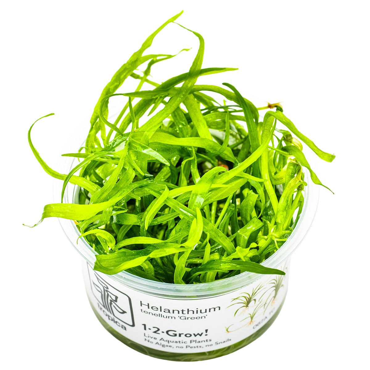 TROPICA Bilje Helanthium tenellum 'Green', uzgojeno in vitro