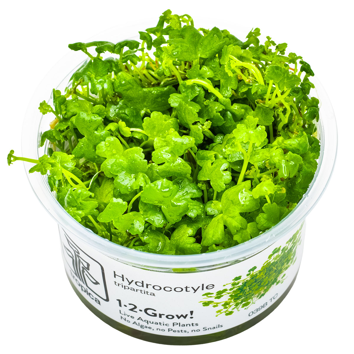 TROPICA Bilje Hydrocotyle tripartita, uzgojeno in vitro