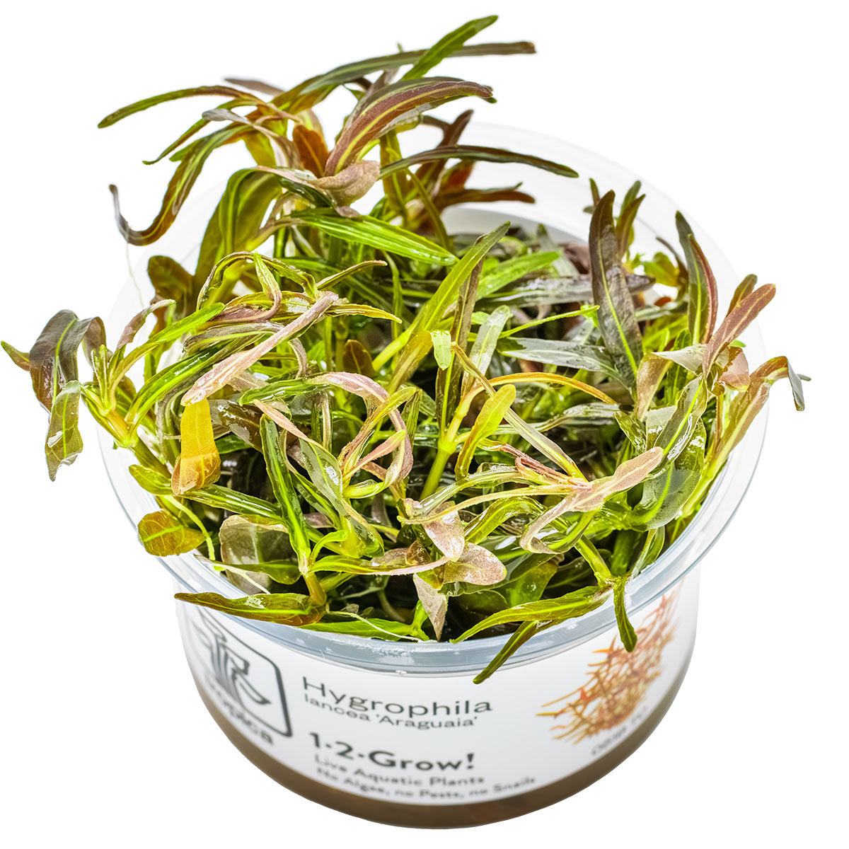 TROPICA Bilje Hygrophila lancea 'Araguaia', uzgojeno in vitro