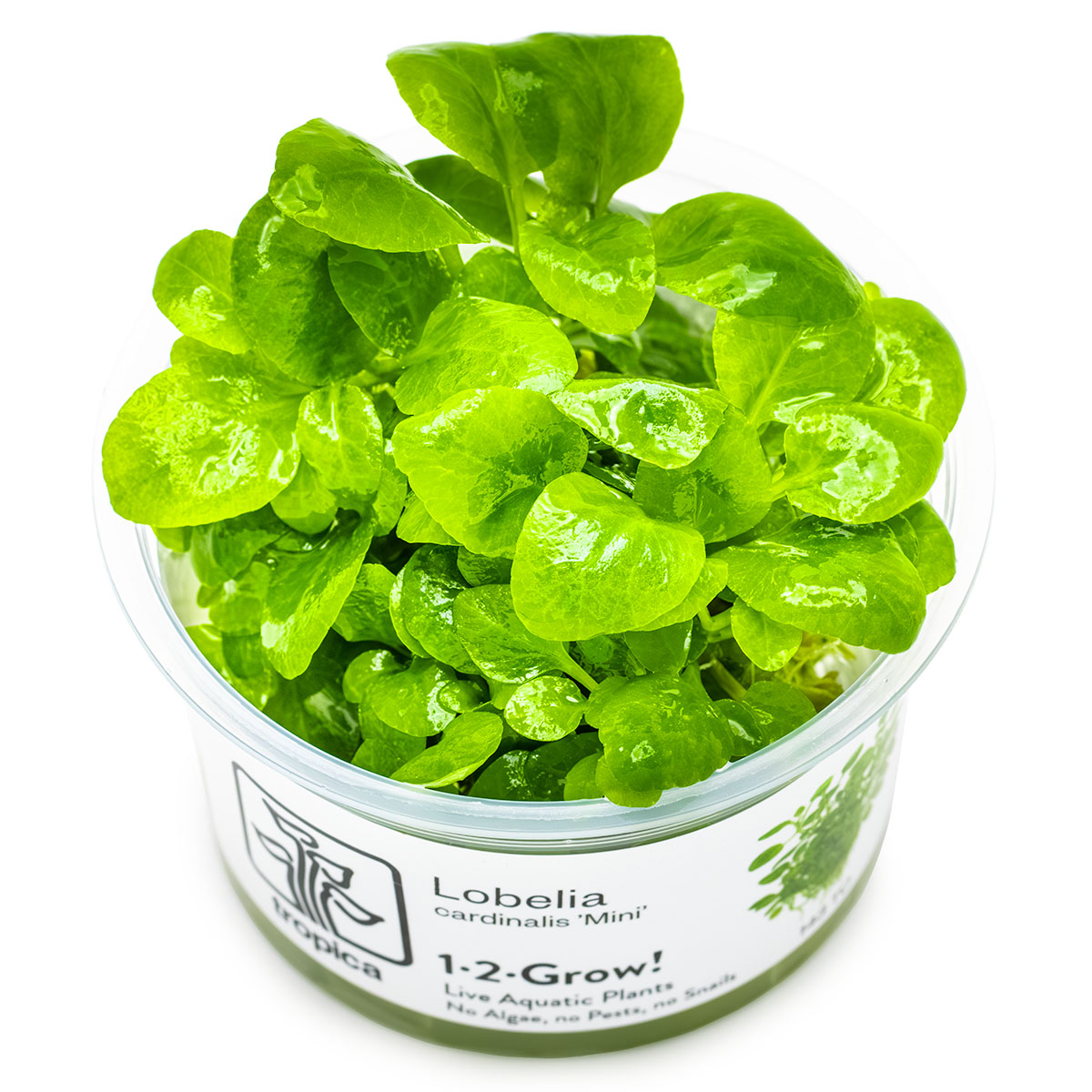 TROPICA Bilje Lobelia cardinalis 'Mini', uzgojeno in vitro