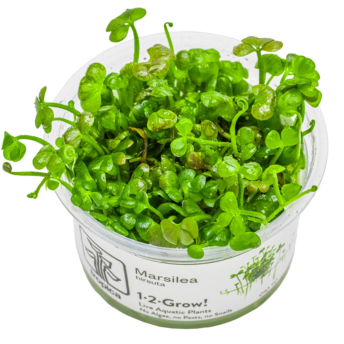 TROPICA Bilje Marsilea hirsuta, uzgojeno in vitro