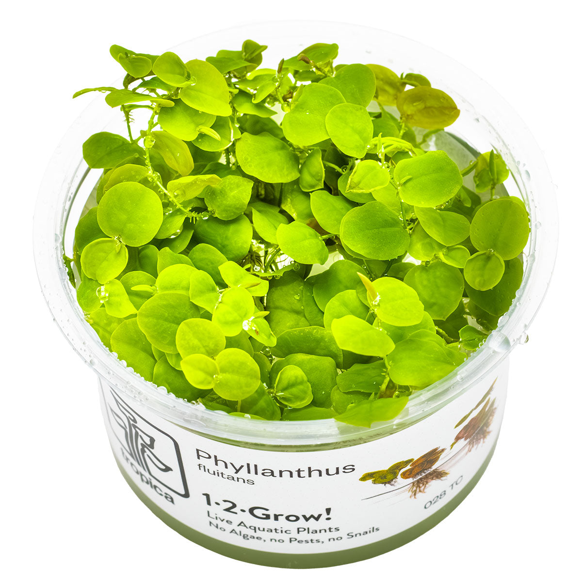 TROPICA Bilje Phyllanthus fluitans, uzgojeno in vitro