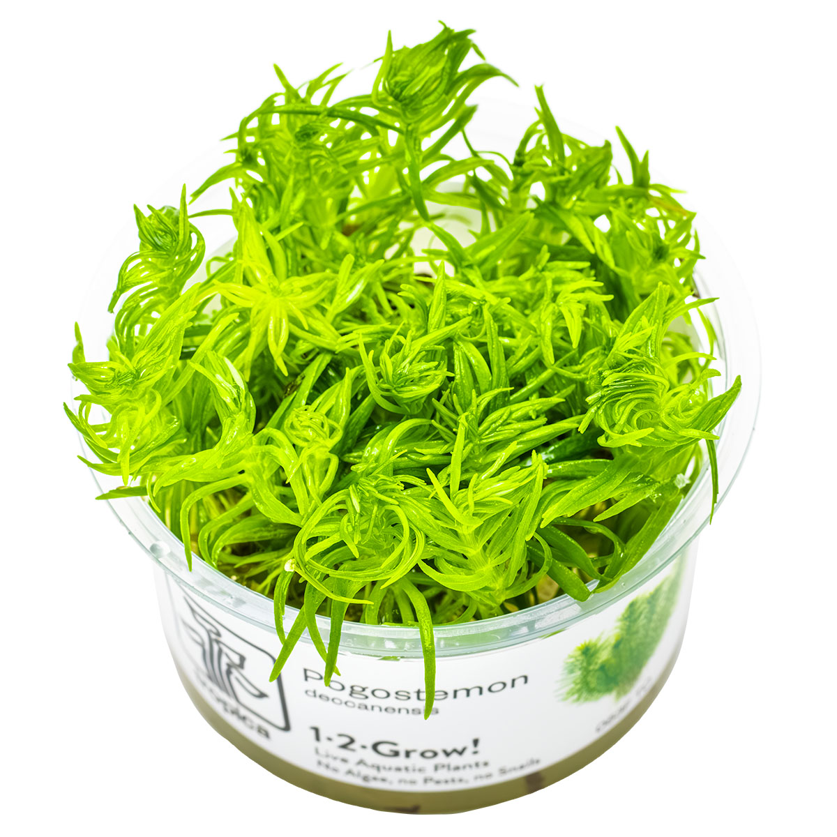 TROPICA Bilje Pogostemon deccanensis, uzgojeno in vitro