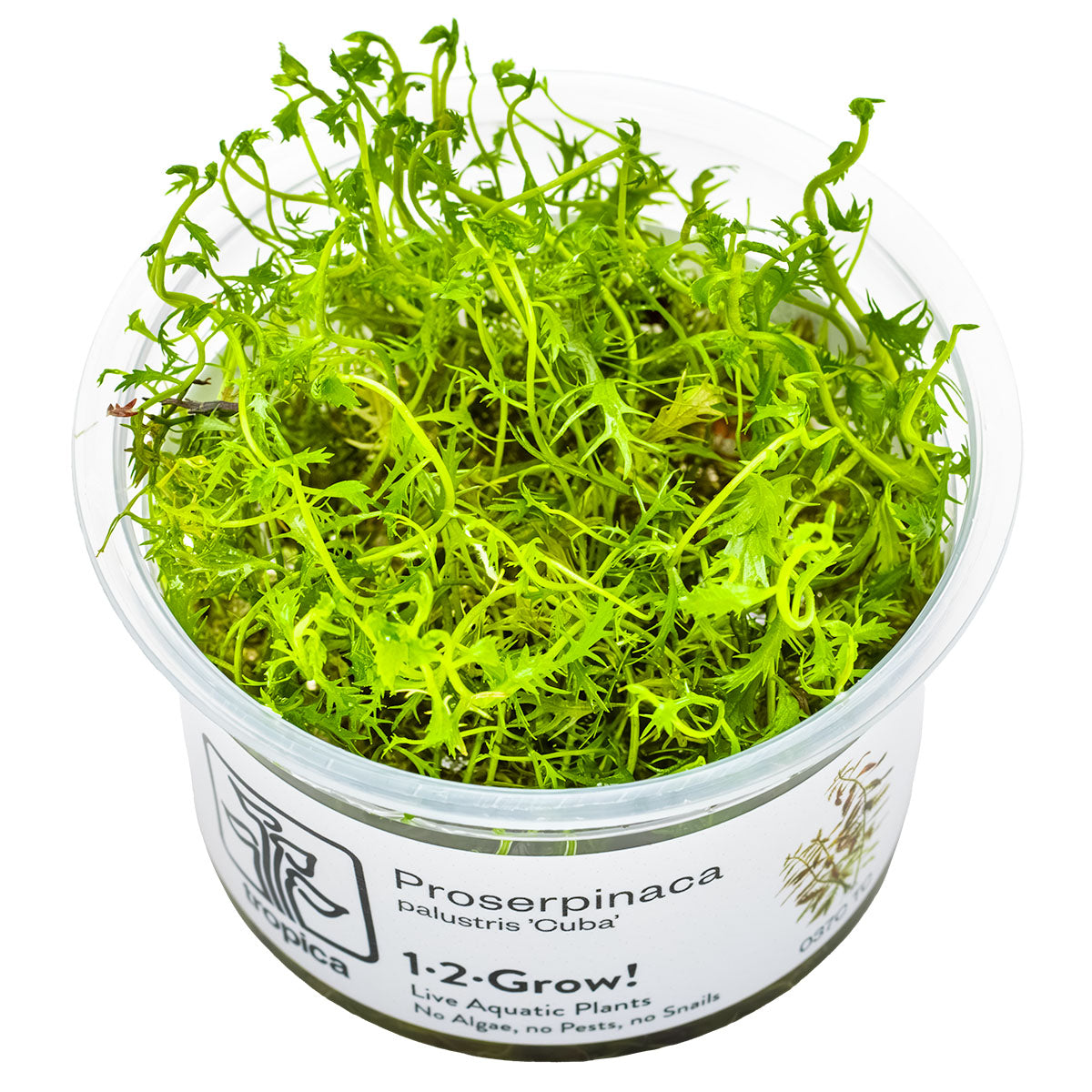 TROPICA Bilje Proserpinaca palustris 'Cuba', uzgojeno in vitro