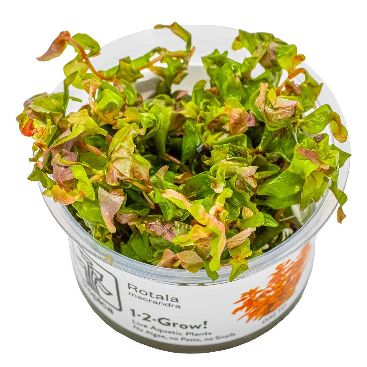 TROPICA Bilje Rotala macrandra, uzgojeno in vitro