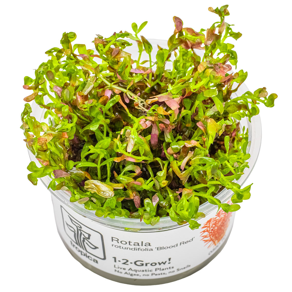 TROPICA Bilje Rotala rotundifolia 'Blood Red', uzgojeno in vitro
