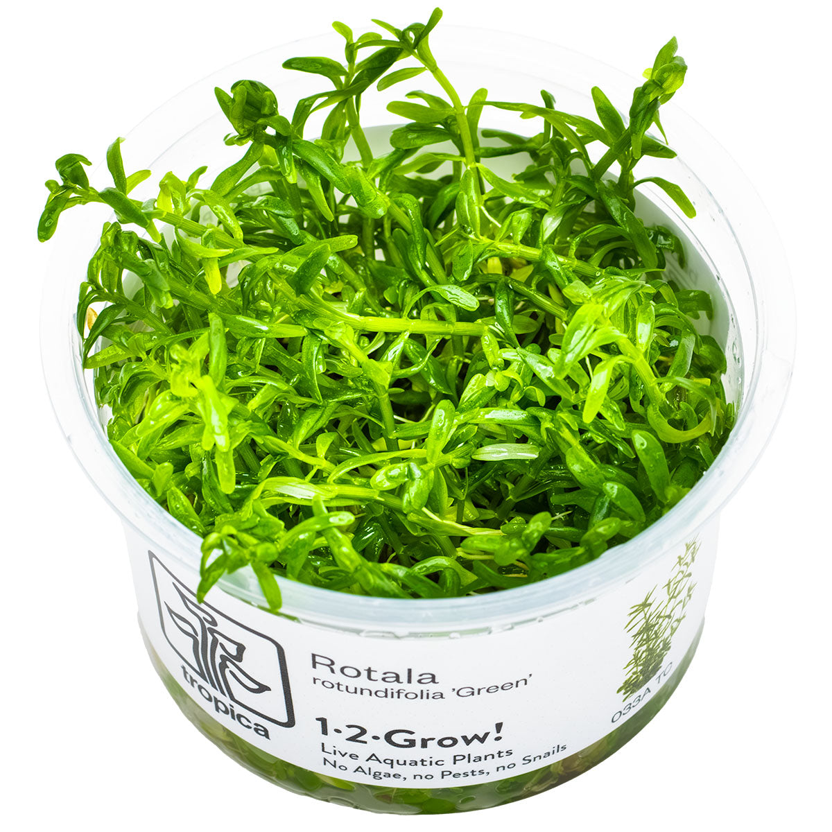 TROPICA Bilje Rotala rotundifolia 'Green', uzgojeno in vitro