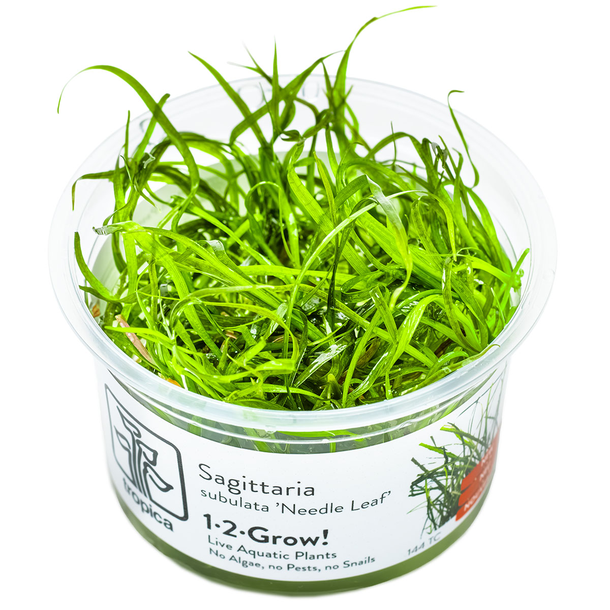TROPICA Bilje Sagittaria subulata 'Needle Leaf', uzgojeno in vitro