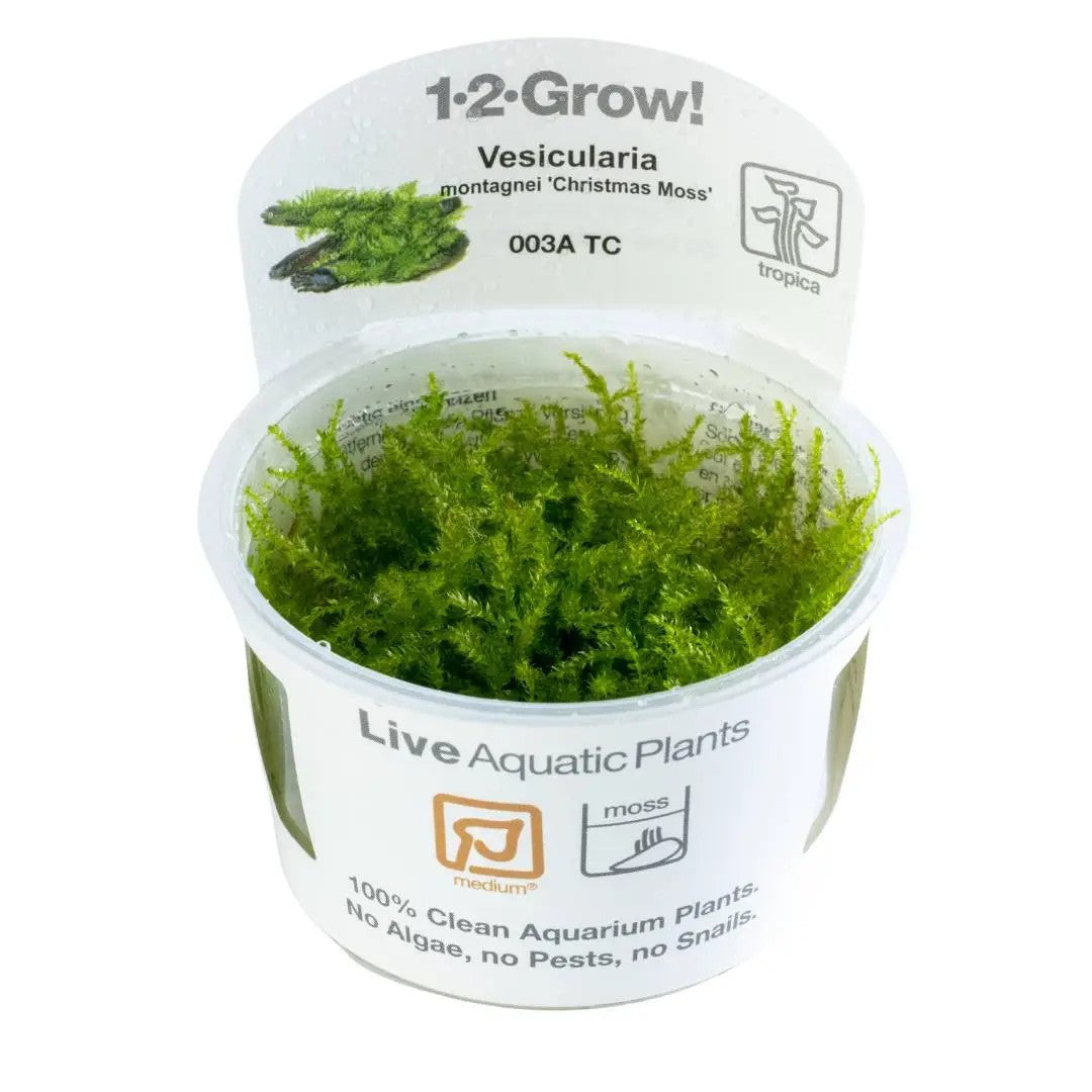 TROPICA Bilje Vesicularia montagnei 'Christmas Moss',uzgojeno in vitro