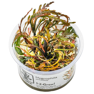 TROPICA BiljeHygrophila pinnatifida, uzgojeno in vitro