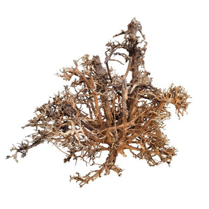 WIO Hardscape Ukras za akvarij Canopy Wood
