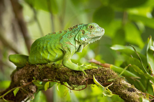Zelena iguana na grani