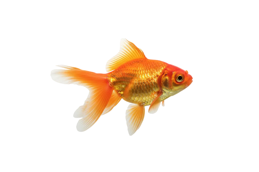 AQUAEL